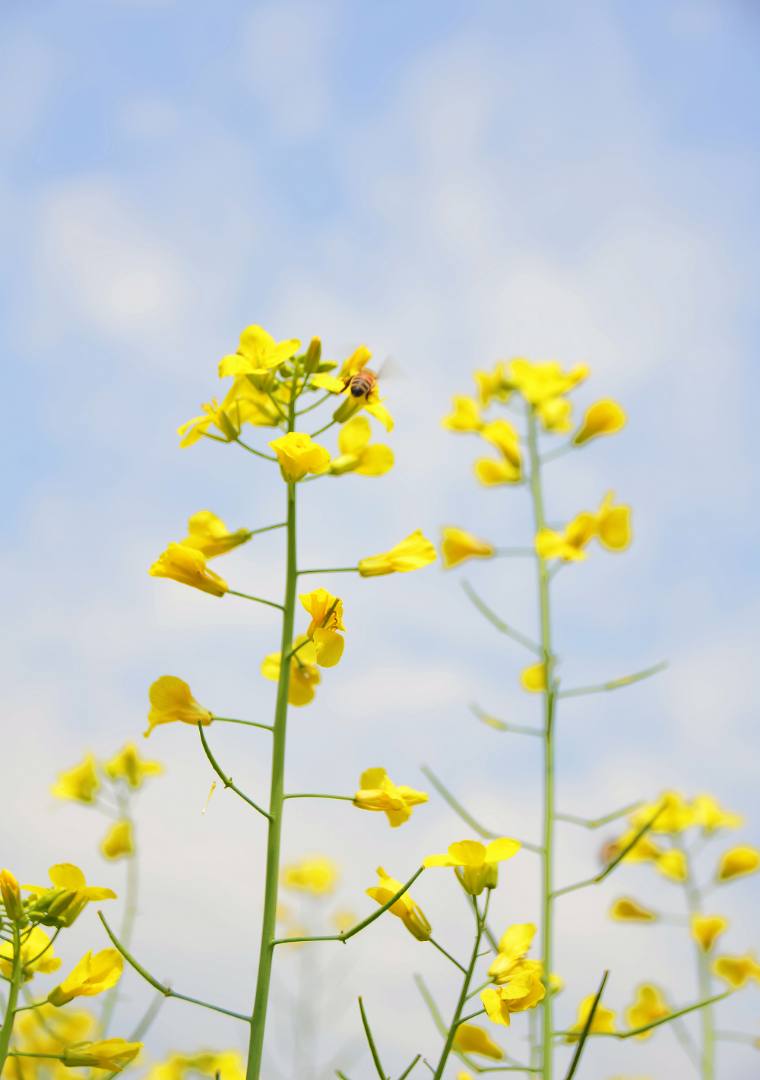 东莞桥头油菜花