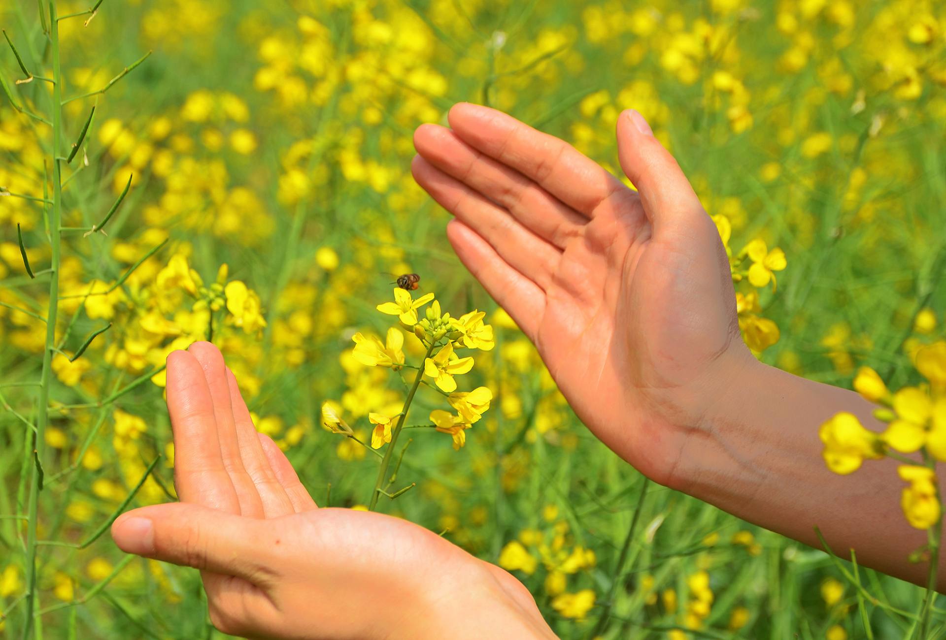 东莞桥头油菜花