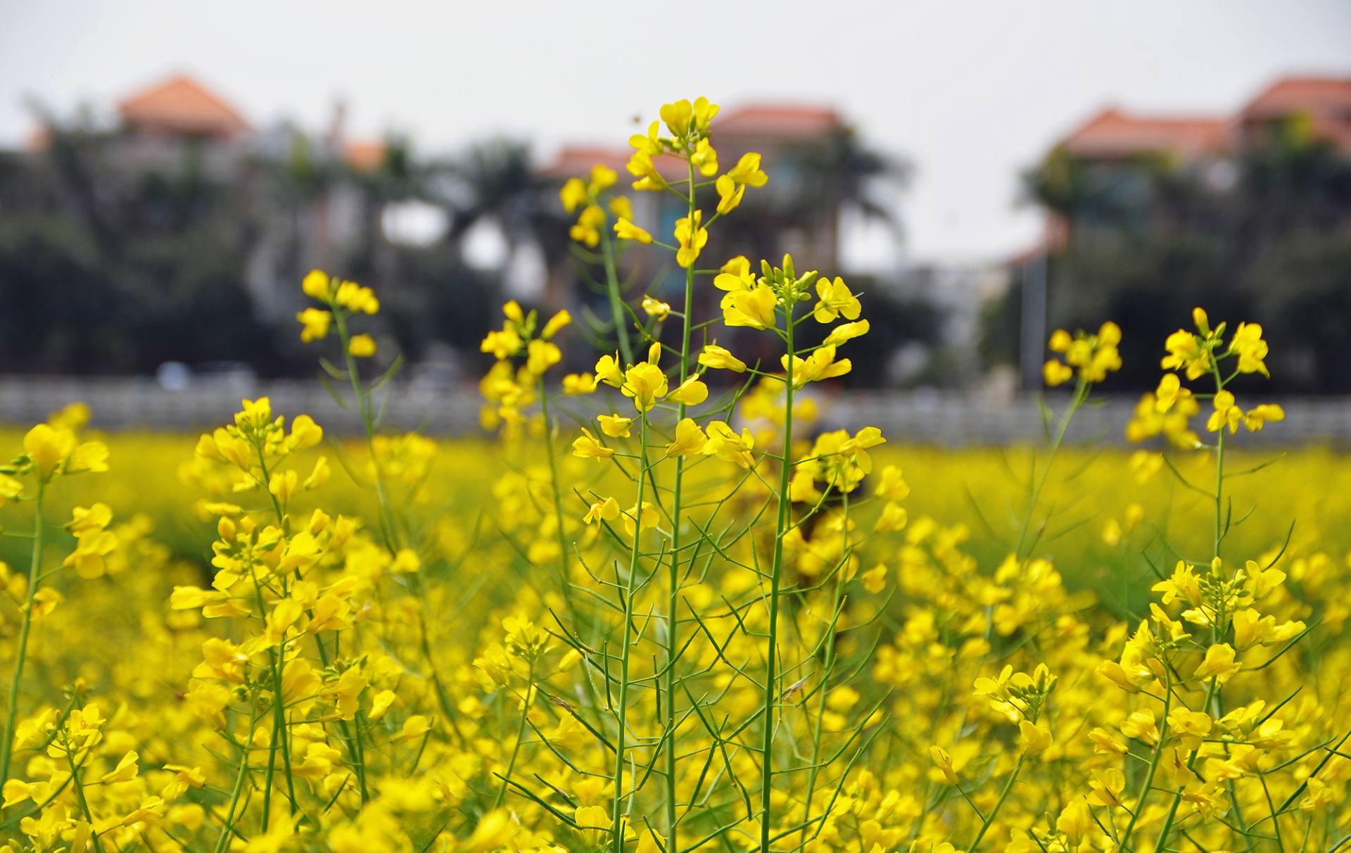 东莞桥头油菜花