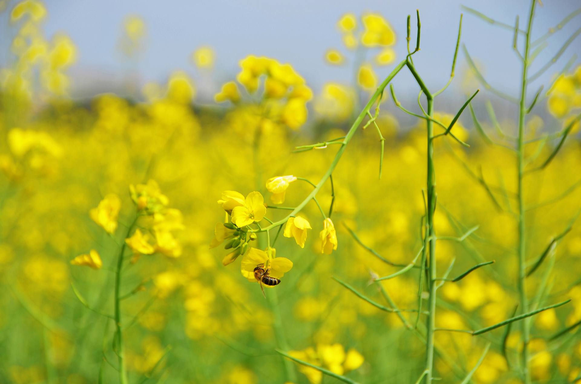 东莞桥头油菜花