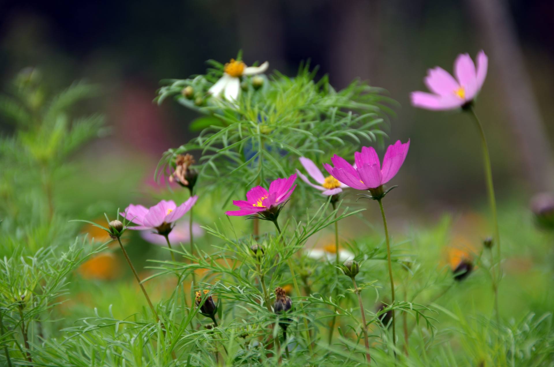 花蕊