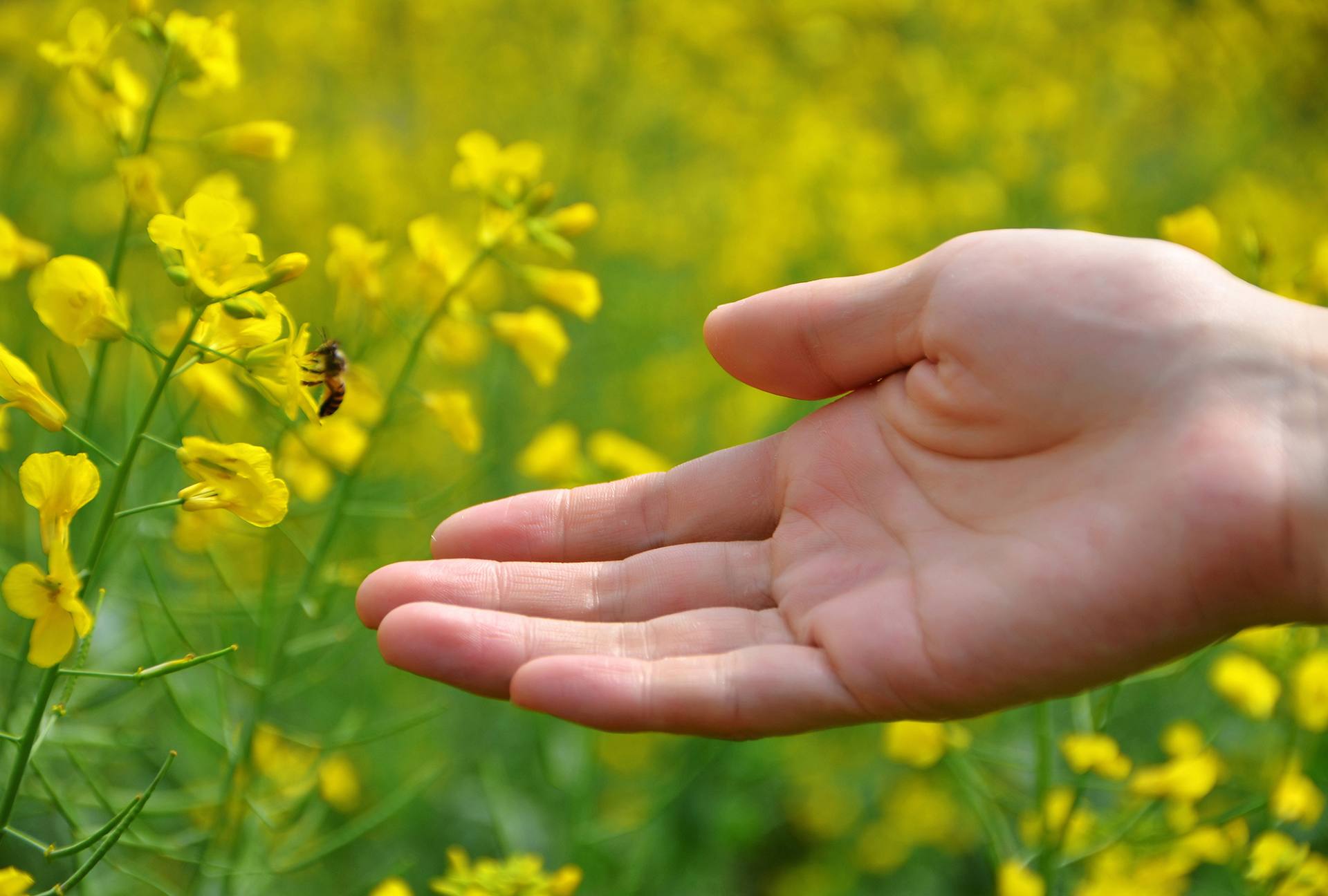 东莞桥头油菜花