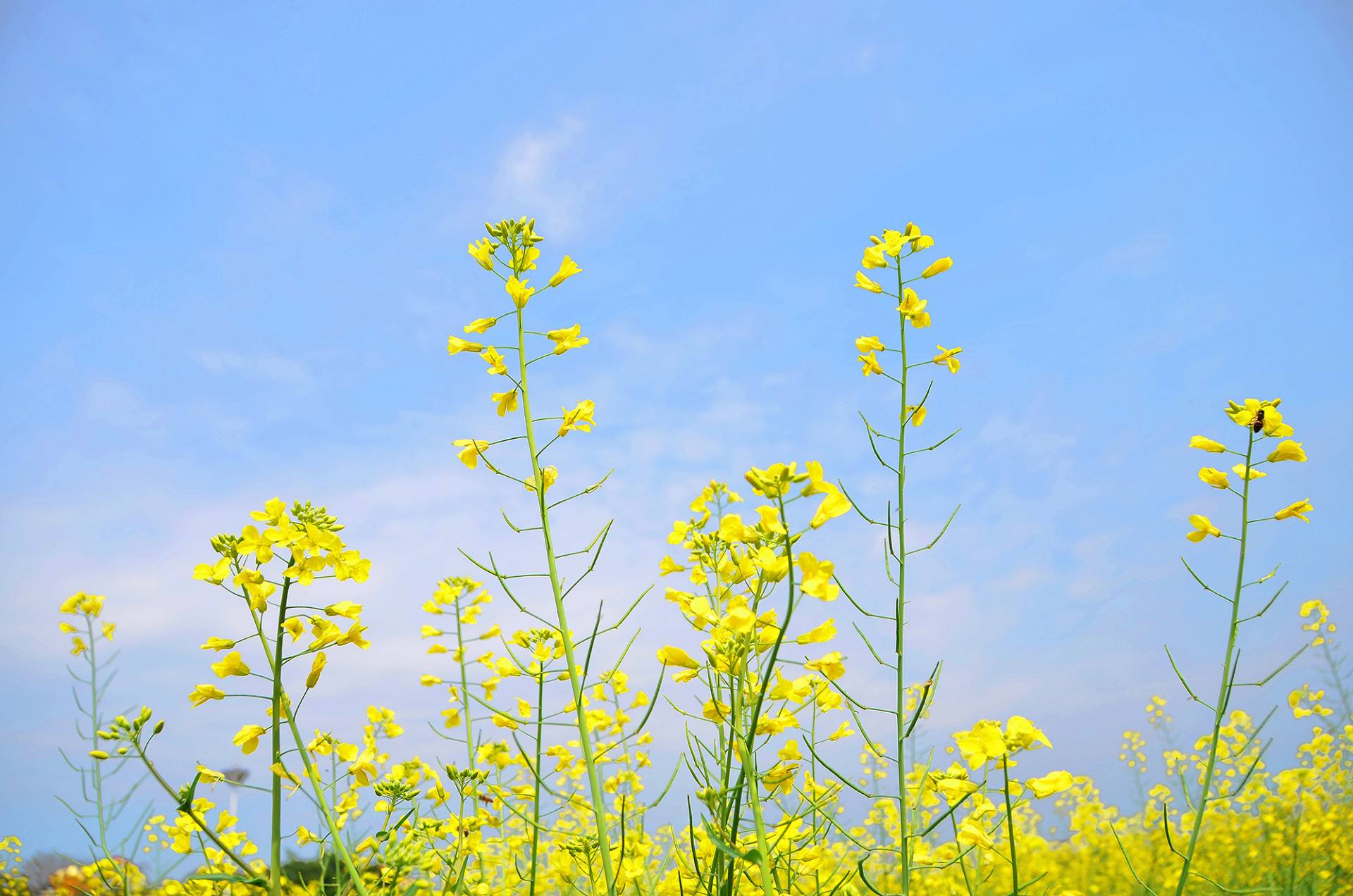 东莞桥头油菜花