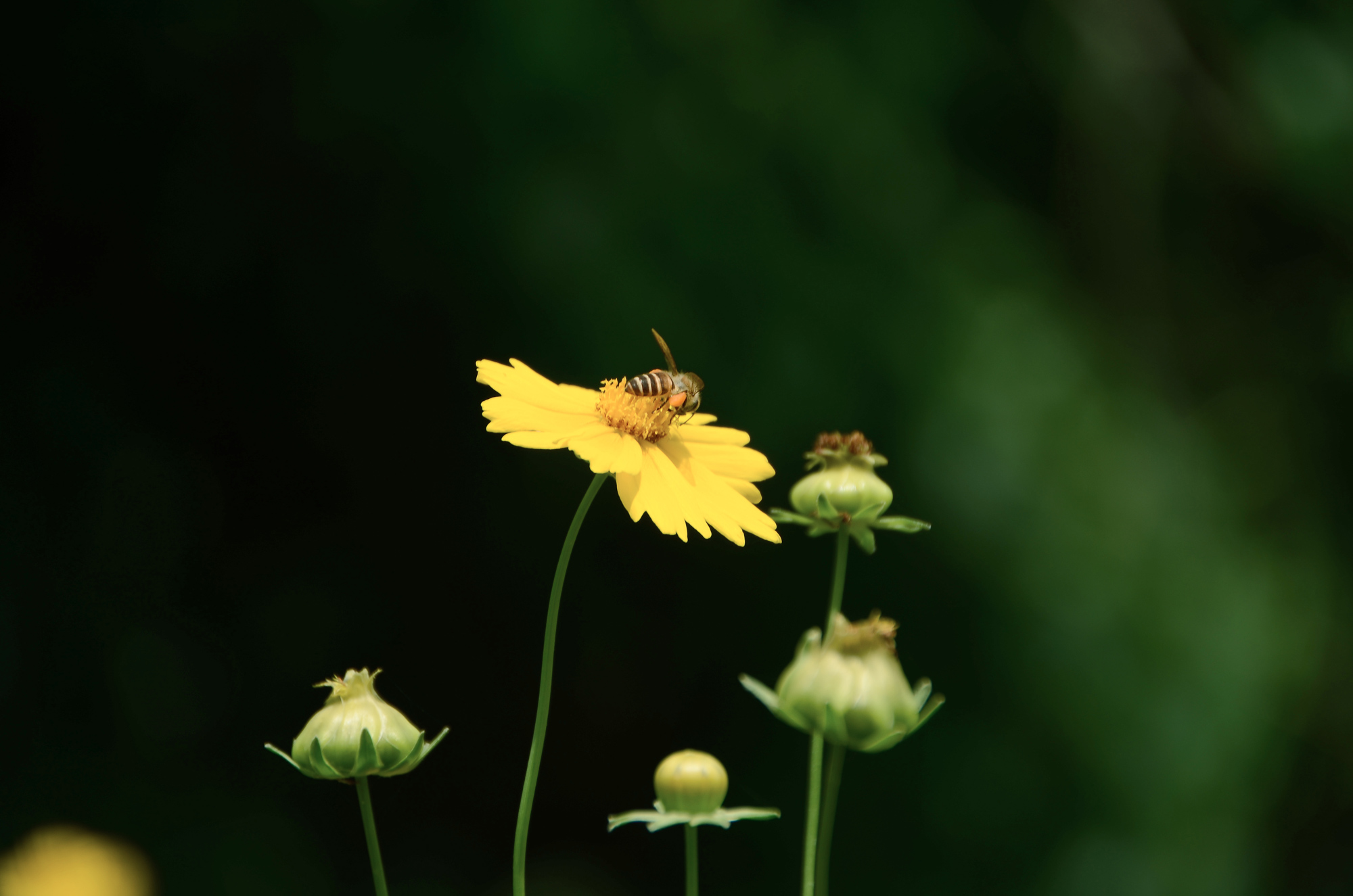 路边的野菊花