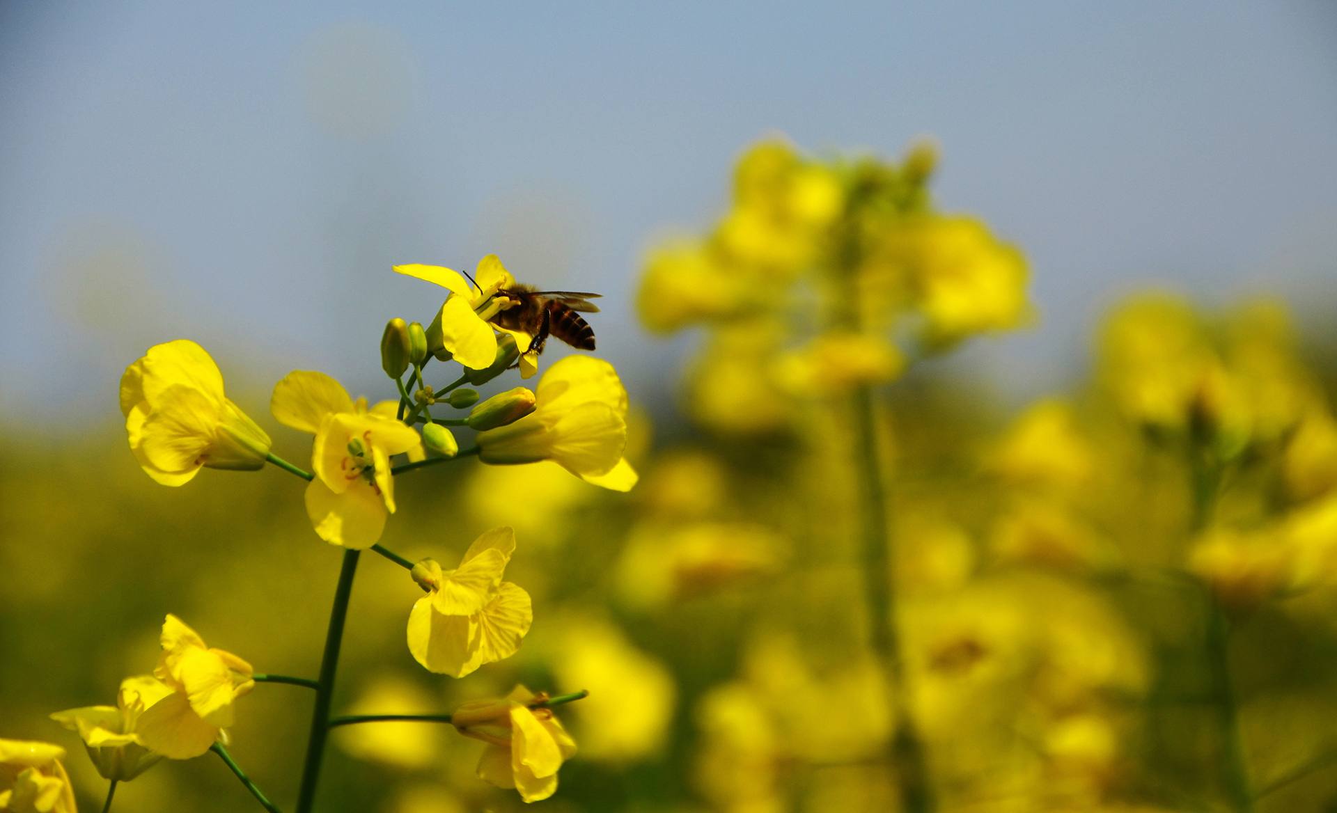 东莞桥头油菜花