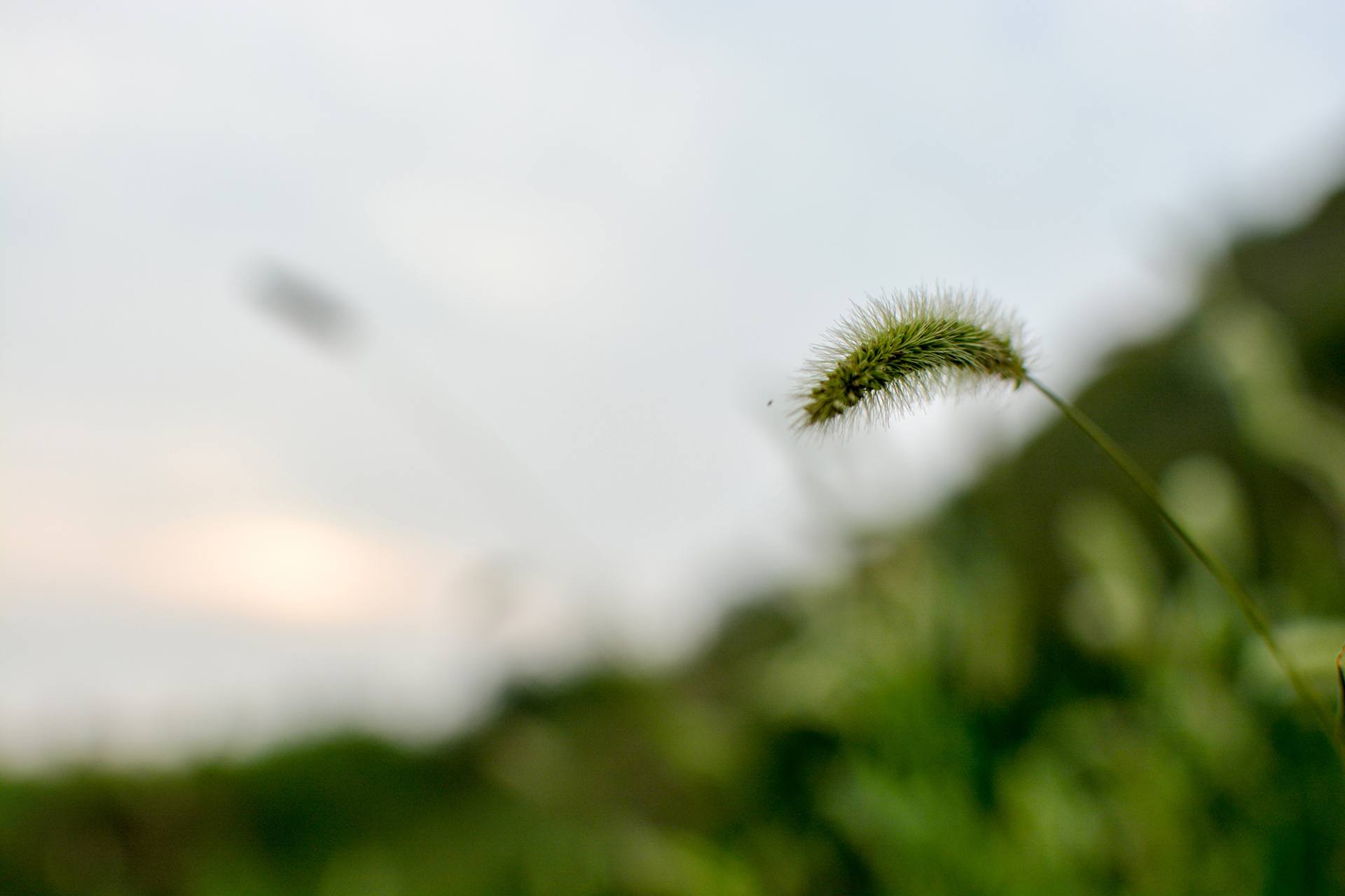 老家-狗尾巴草