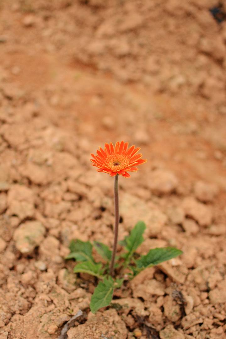 梦幻百花洲-花花小世界