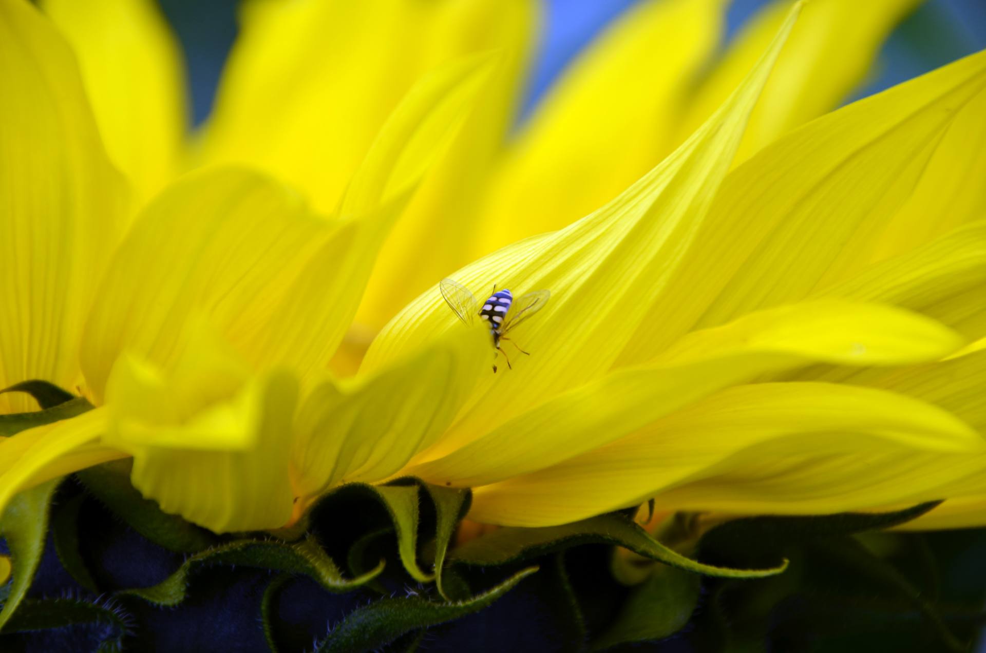 花蕊