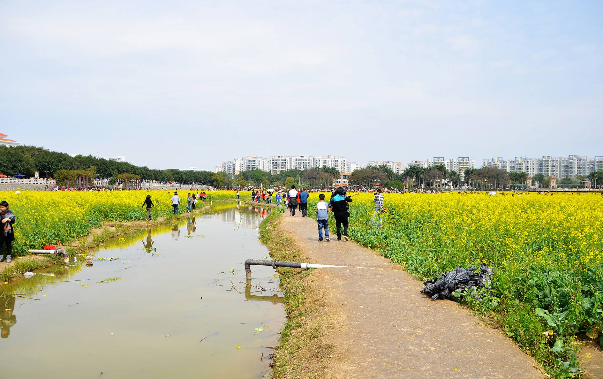 东莞桥头油菜花