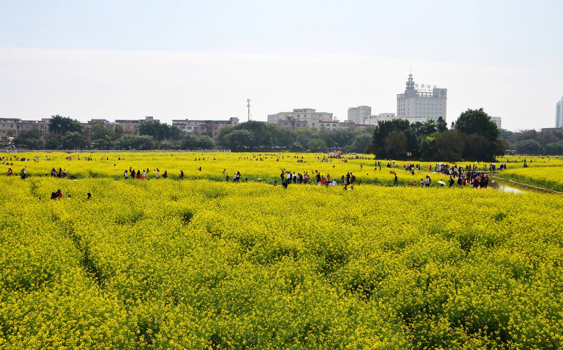 东莞桥头油菜花