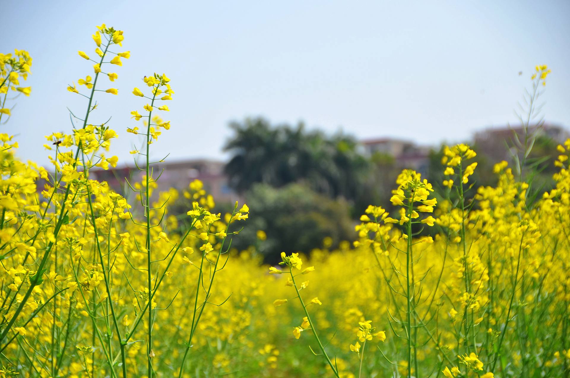 东莞桥头油菜花