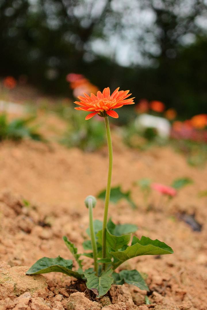 梦幻百花洲-花花小世界