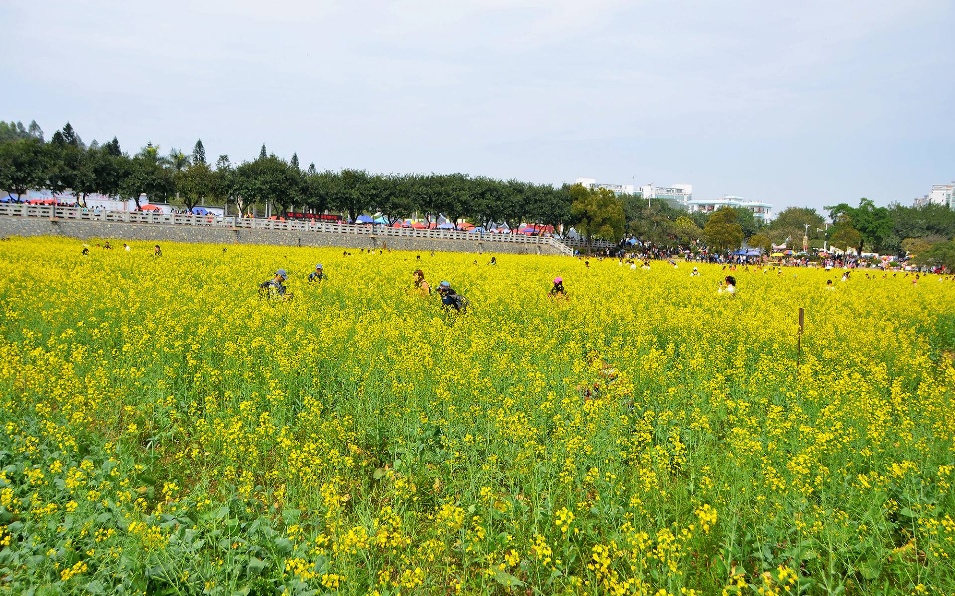 东莞桥头油菜花