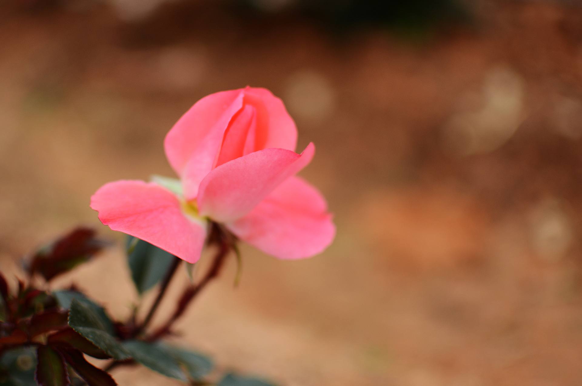 梦幻百花洲-花花小世界