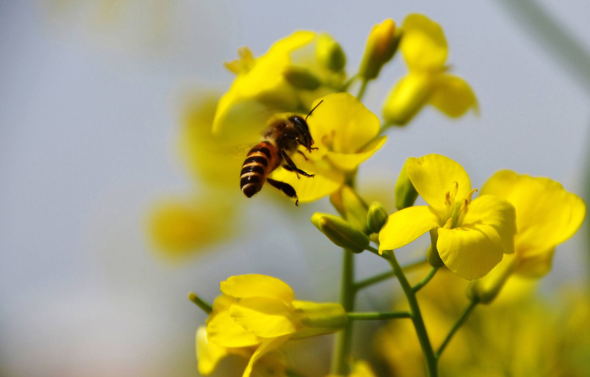 东莞桥头油菜花