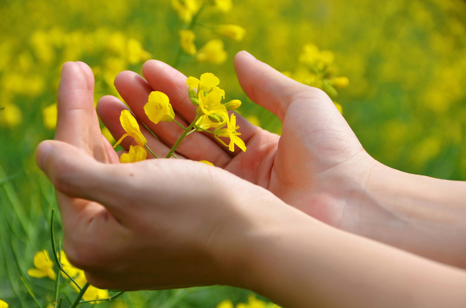 东莞桥头油菜花