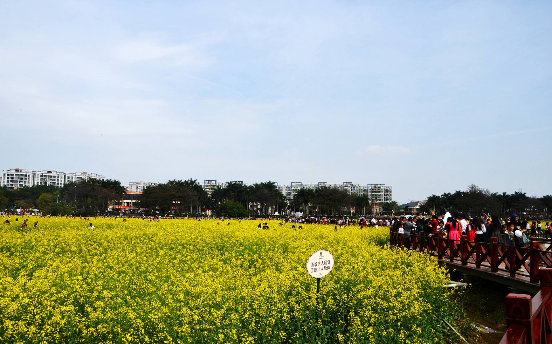 东莞桥头油菜花