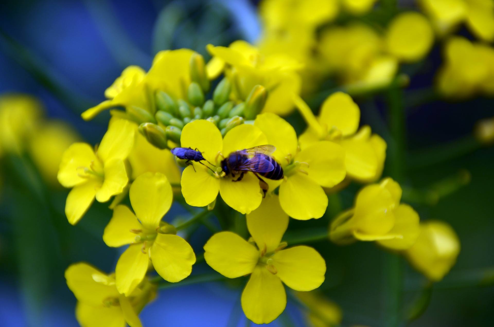 花蕊