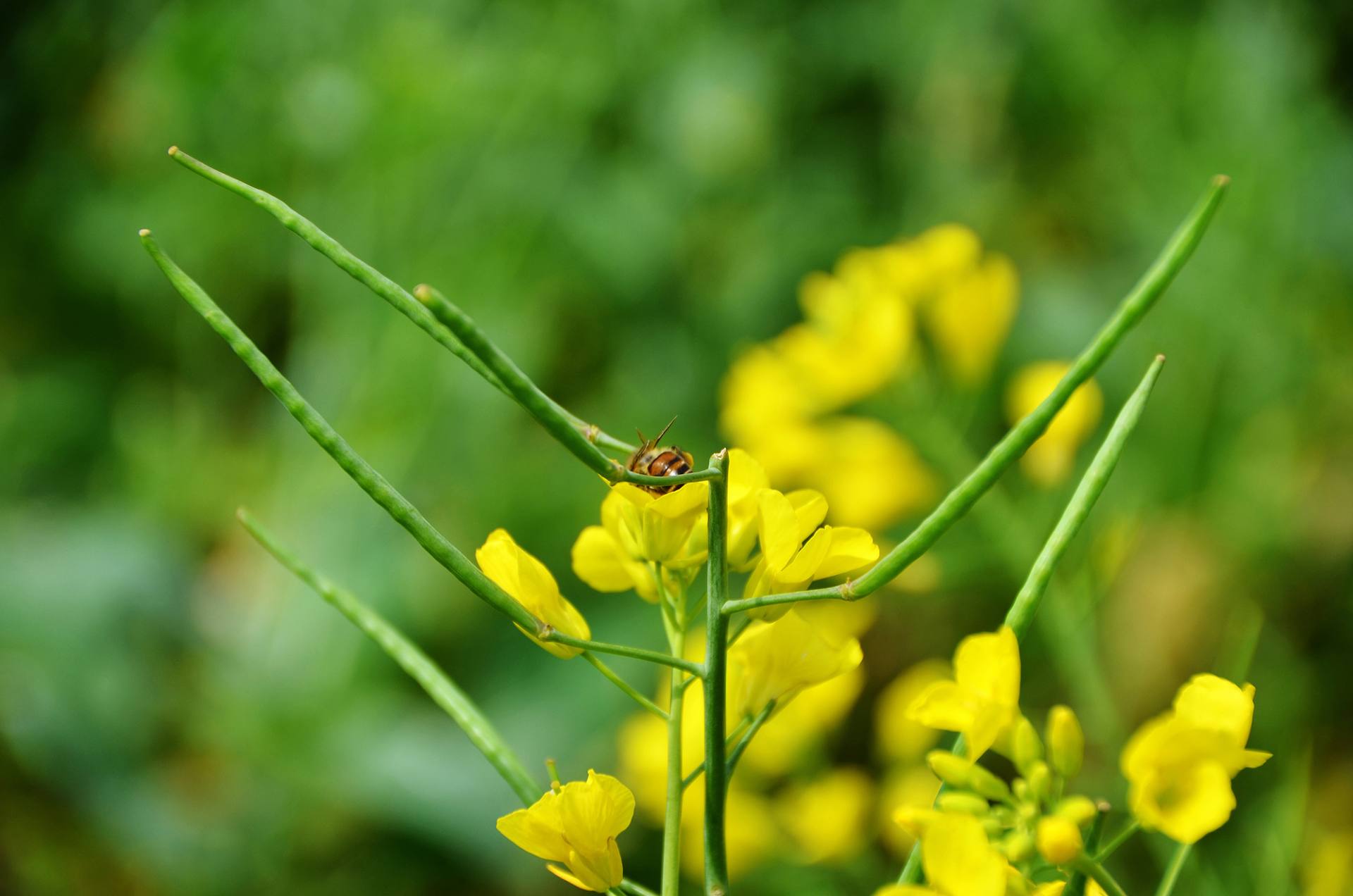 东莞桥头油菜花