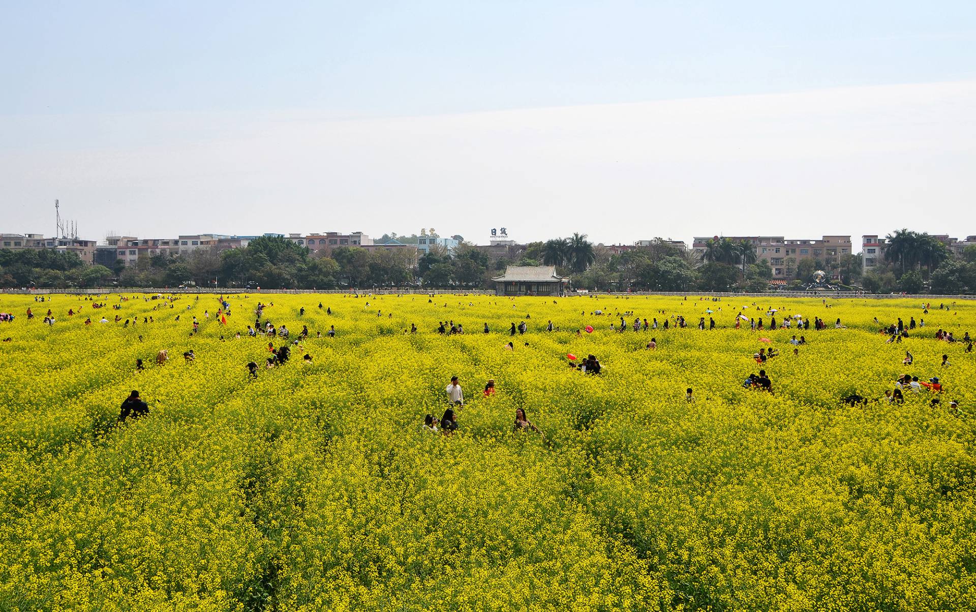 东莞桥头油菜花