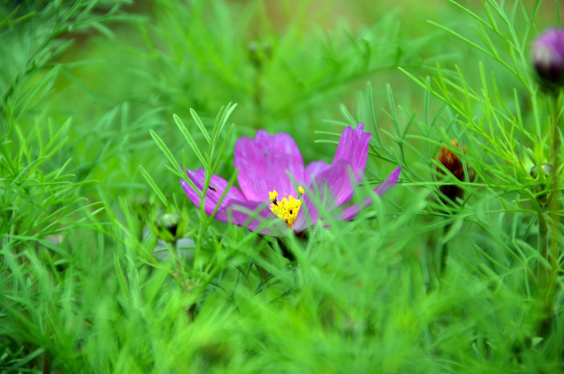 花蕊