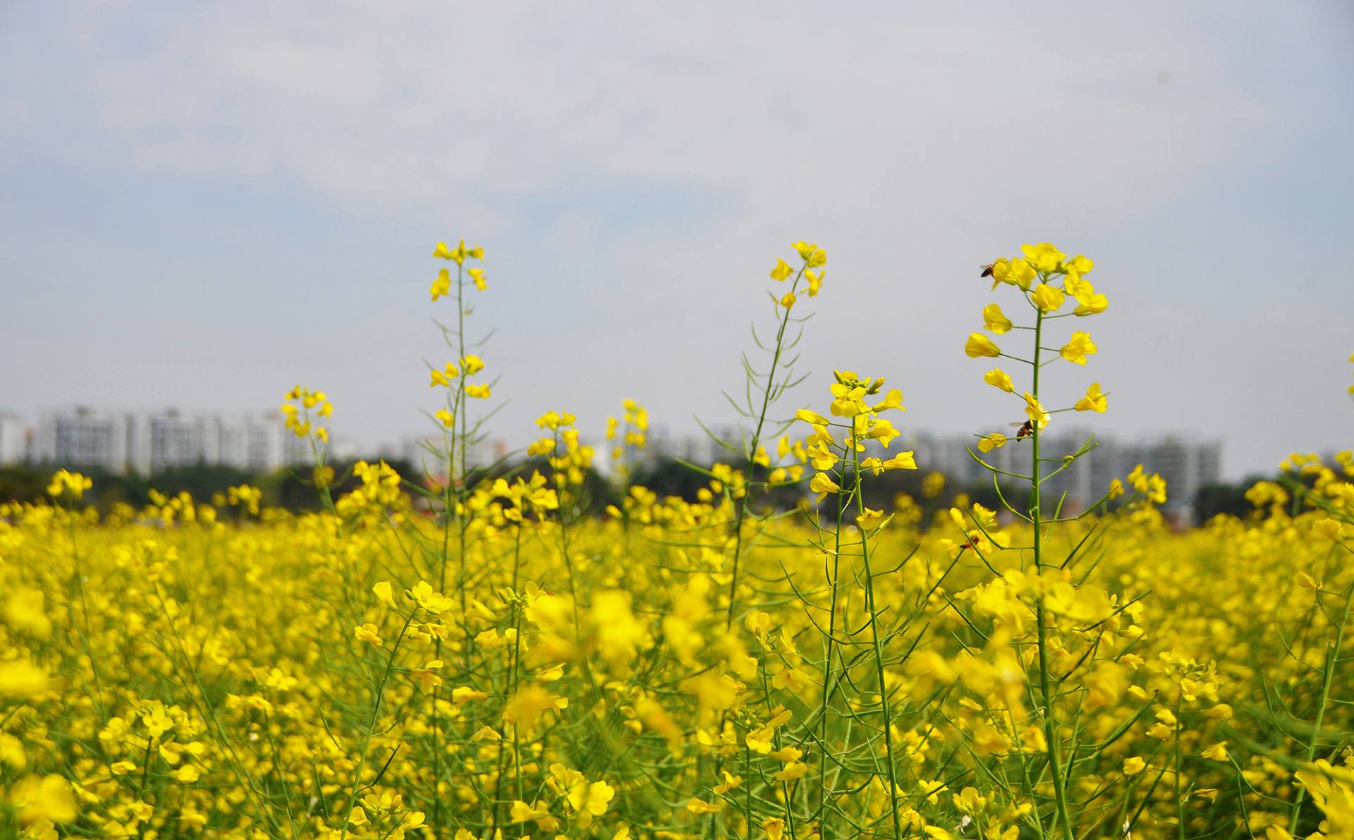 东莞桥头油菜花