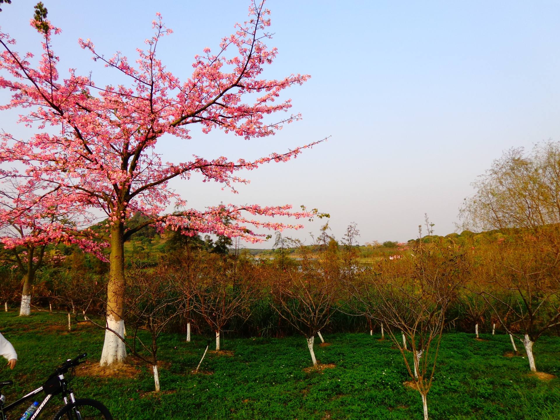 大岭山VS松山湖