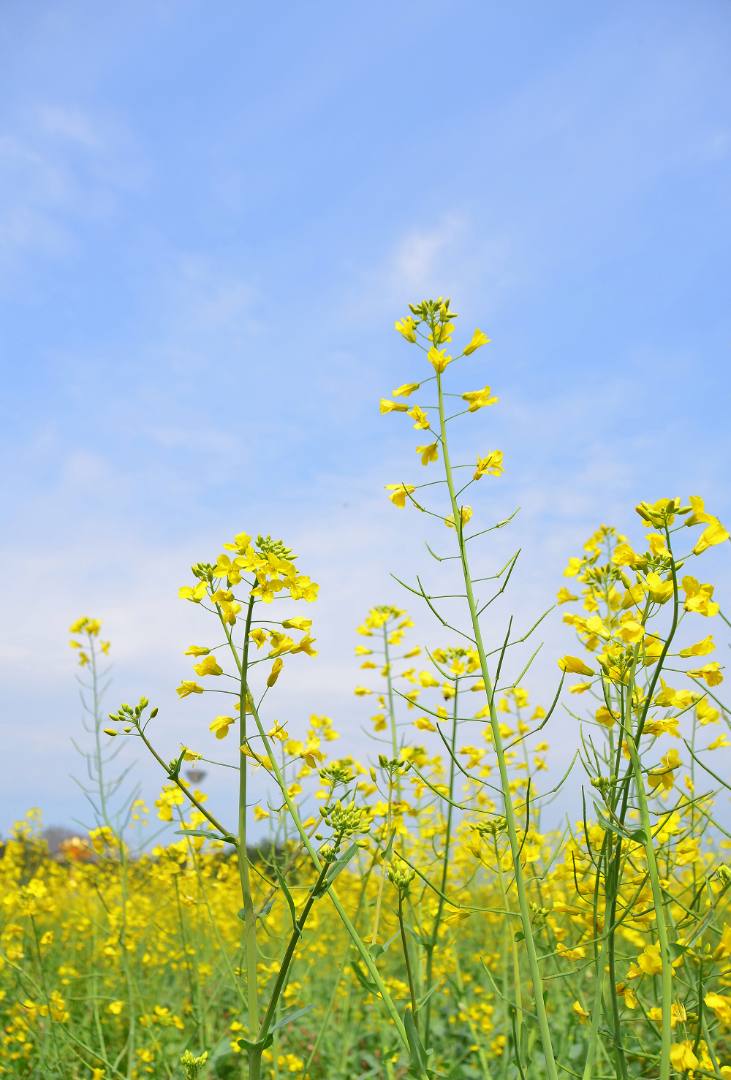 东莞桥头油菜花