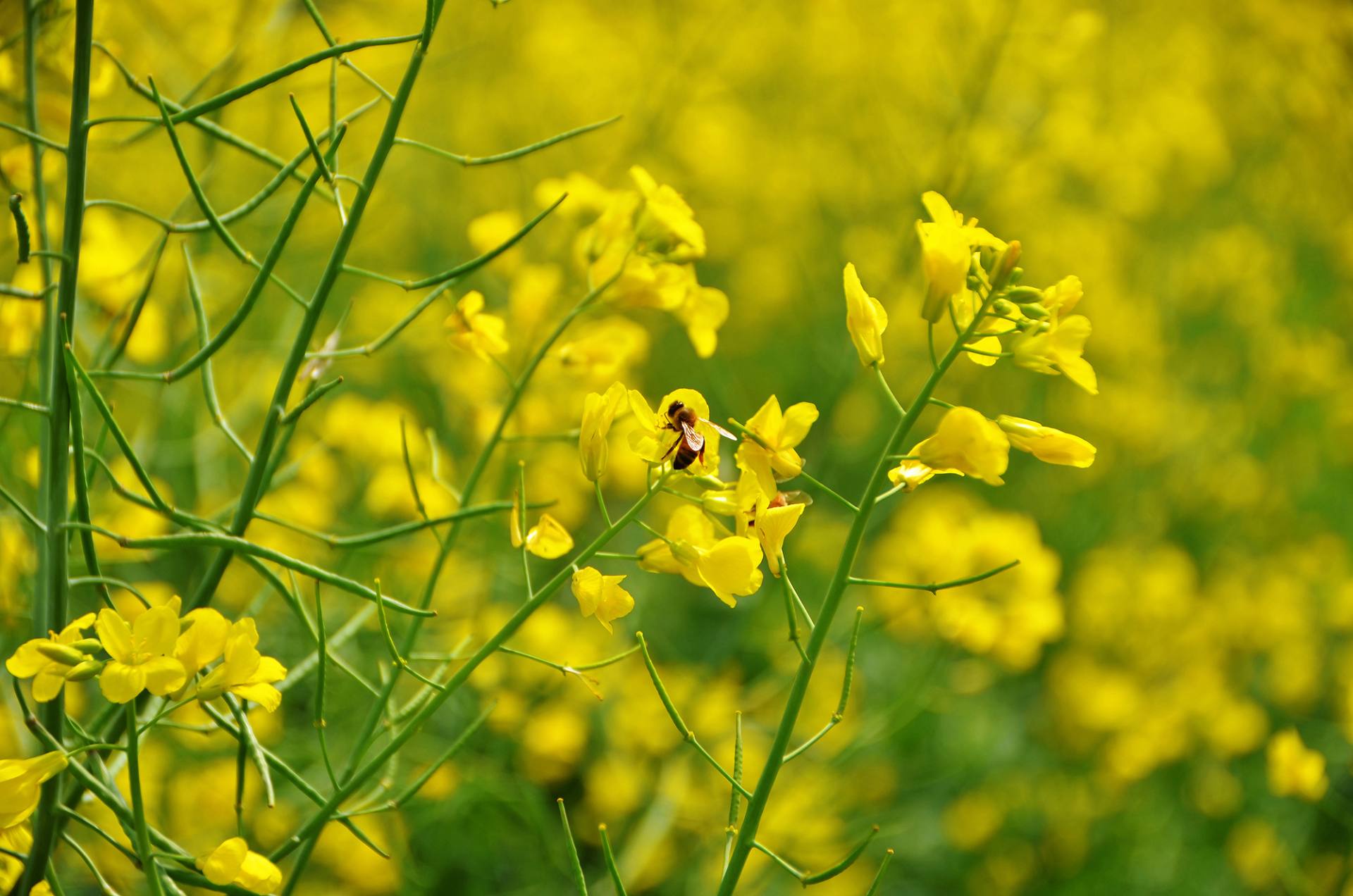 东莞桥头油菜花