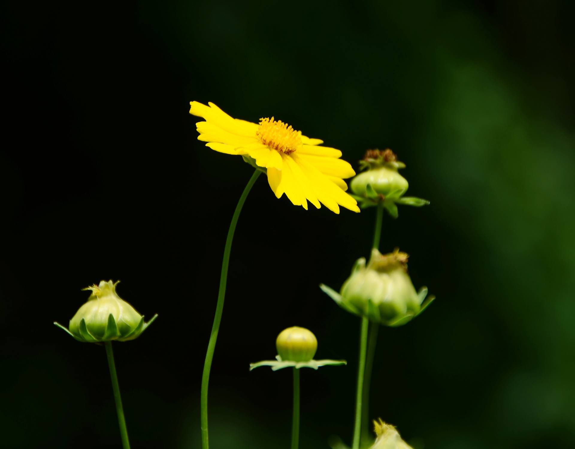 路边的野菊花