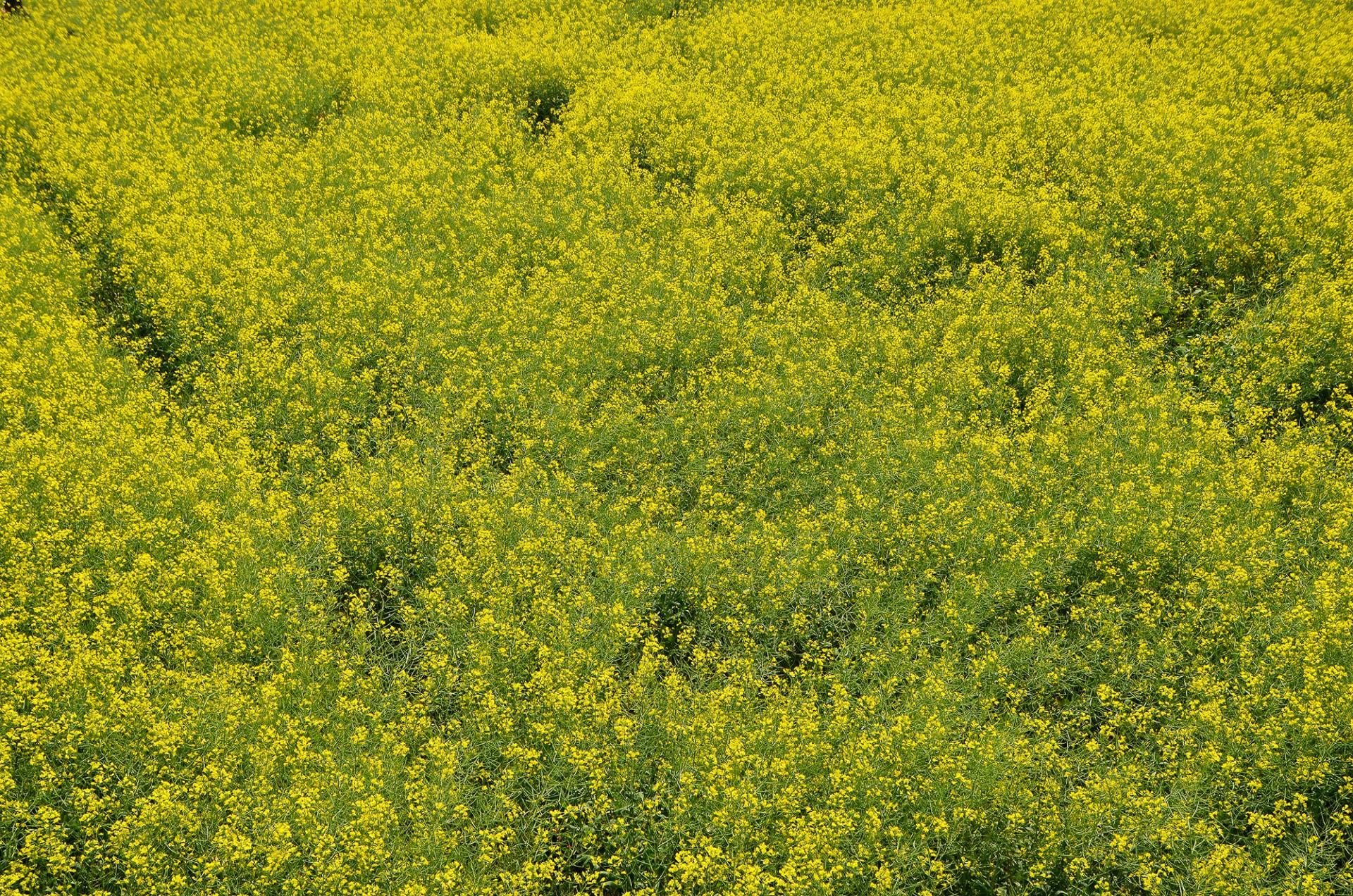 东莞桥头油菜花