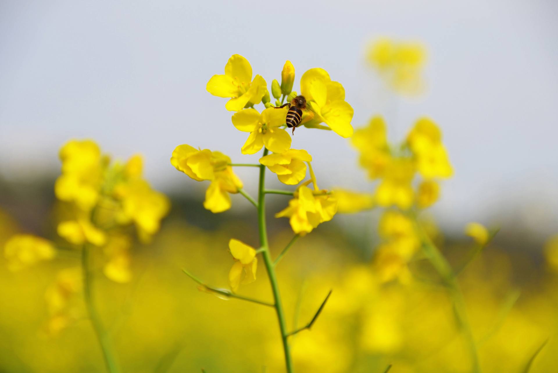 东莞桥头油菜花