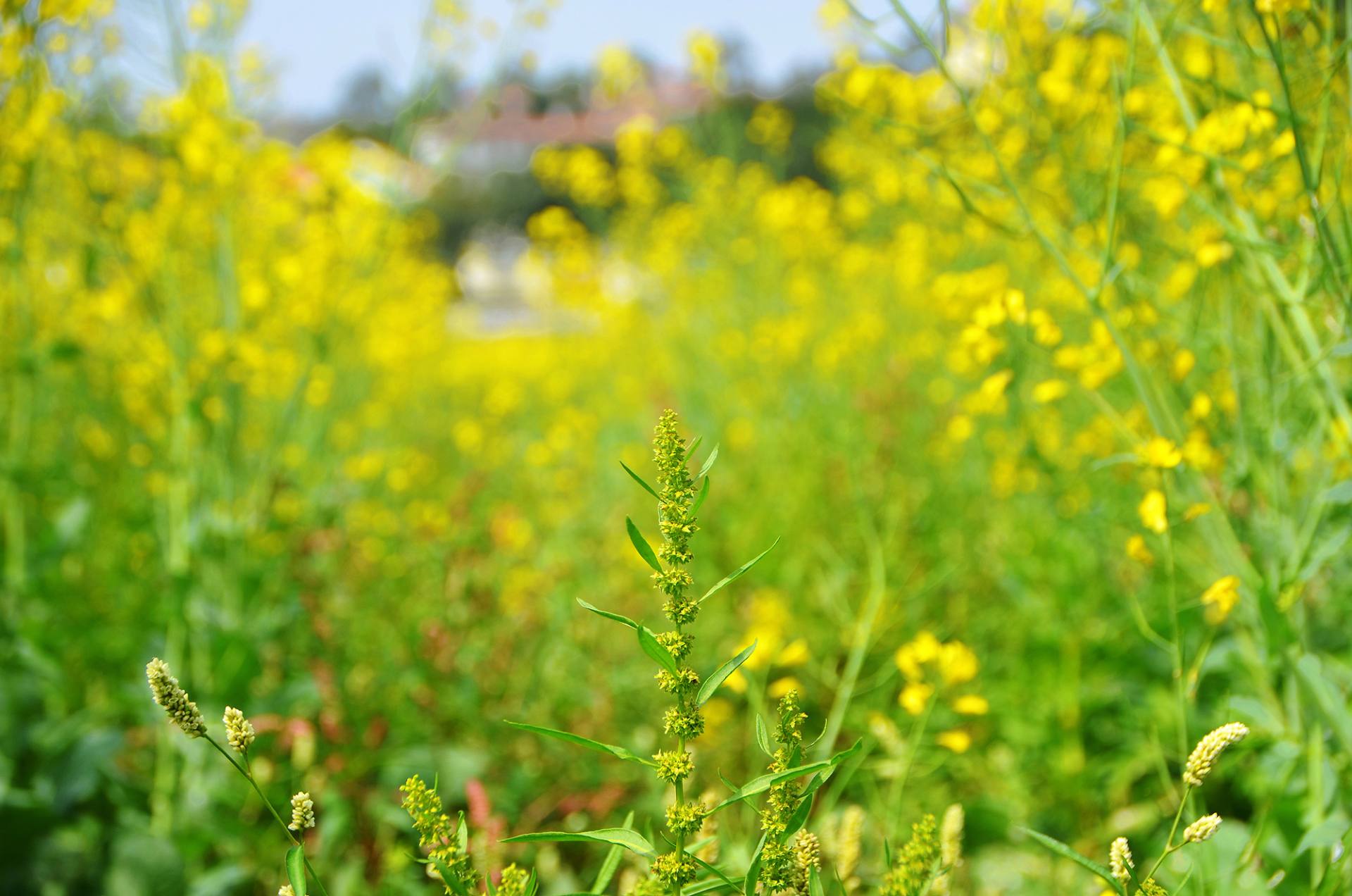 东莞桥头油菜花