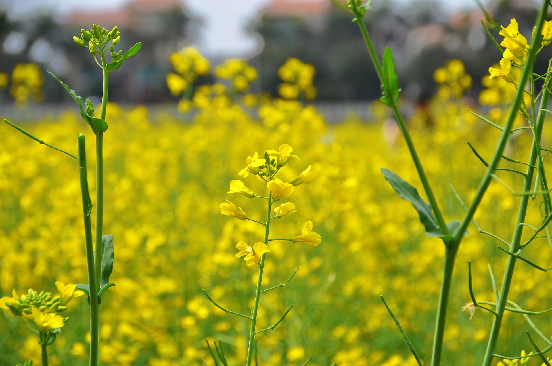 东莞桥头油菜花