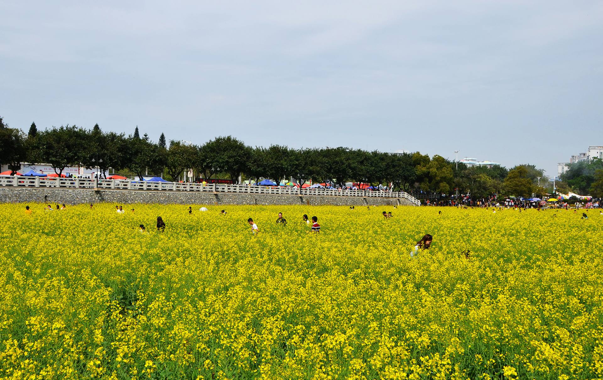 东莞桥头油菜花