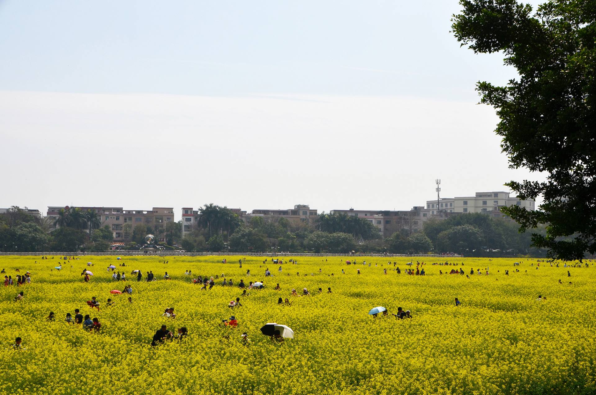 东莞桥头油菜花