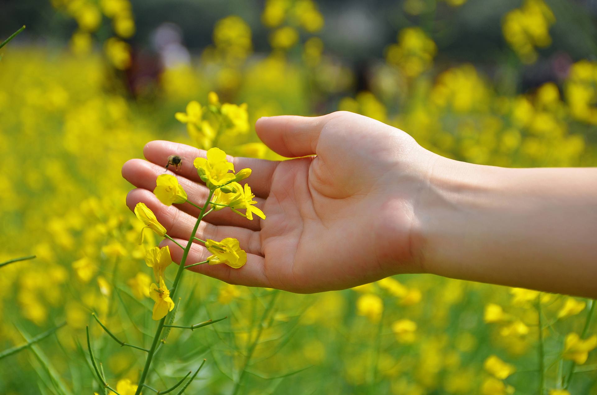 东莞桥头油菜花