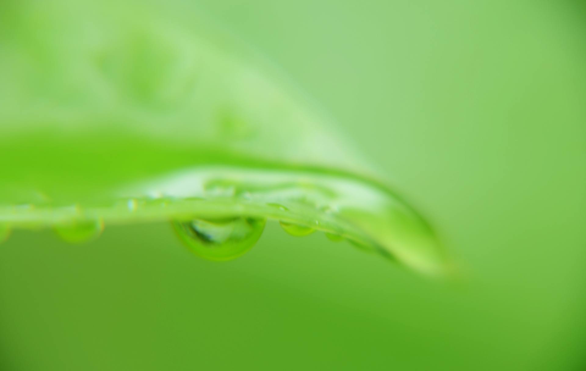 大雨过后的它们