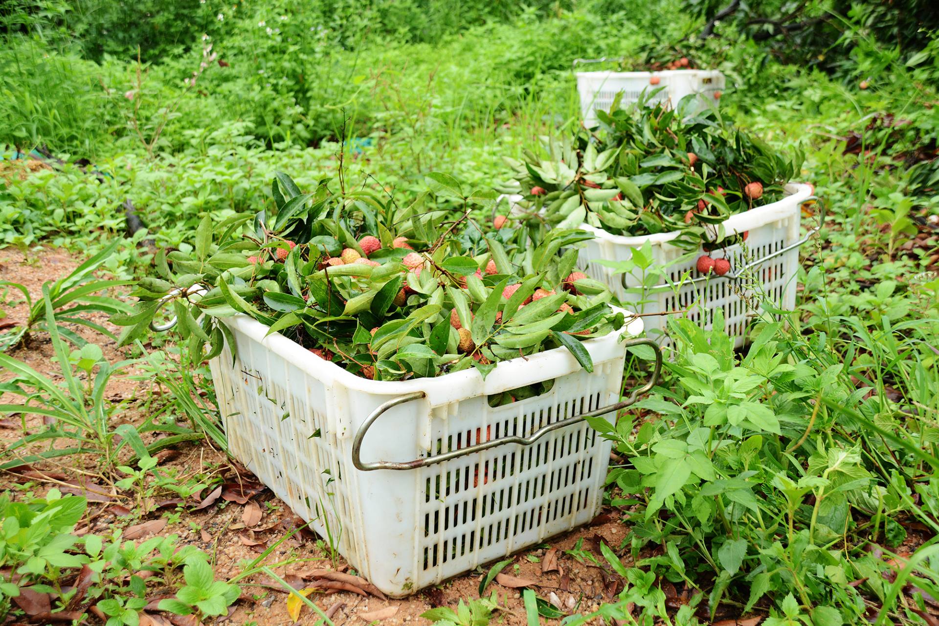 采摘荔枝