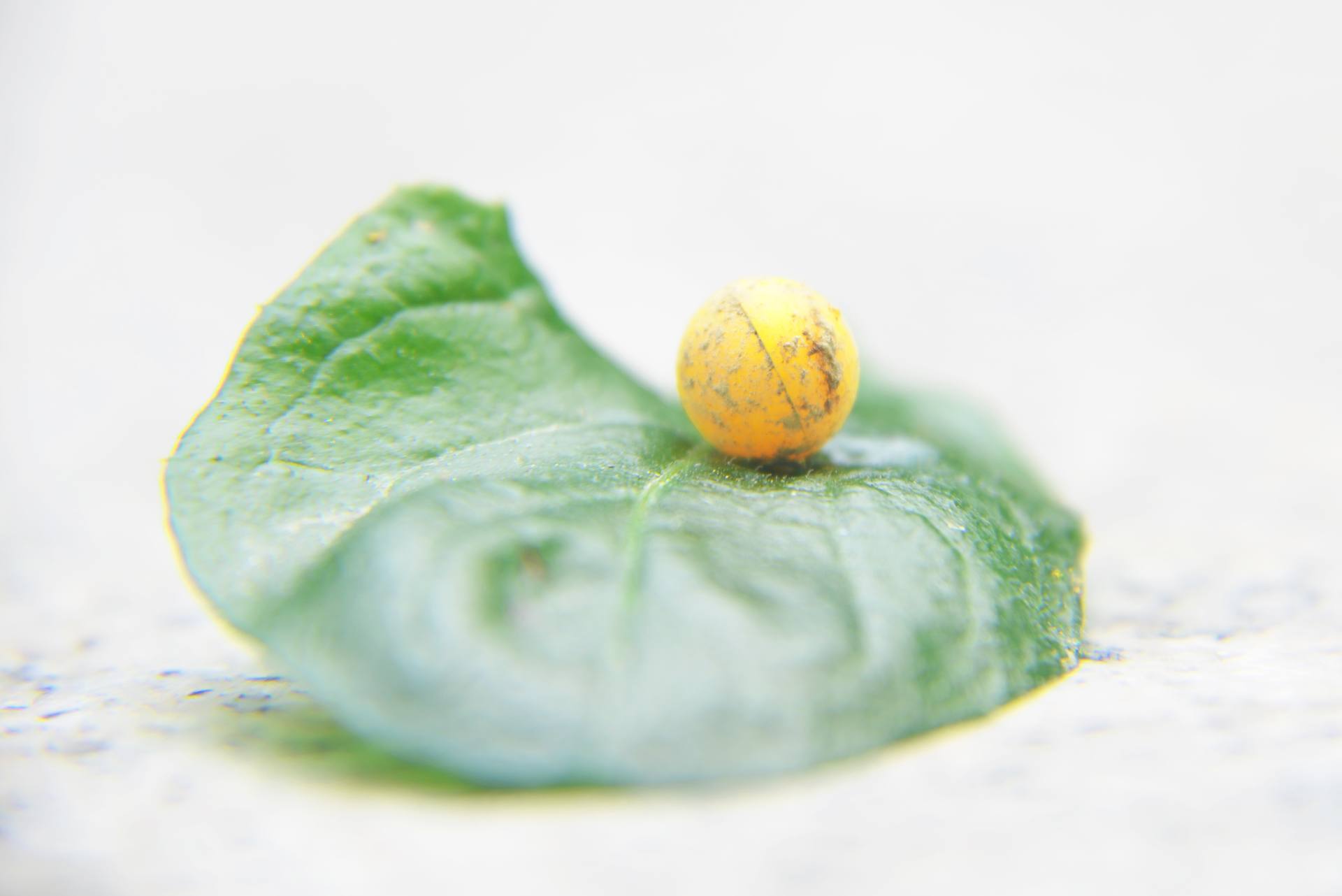 微世界：炫彩多姿