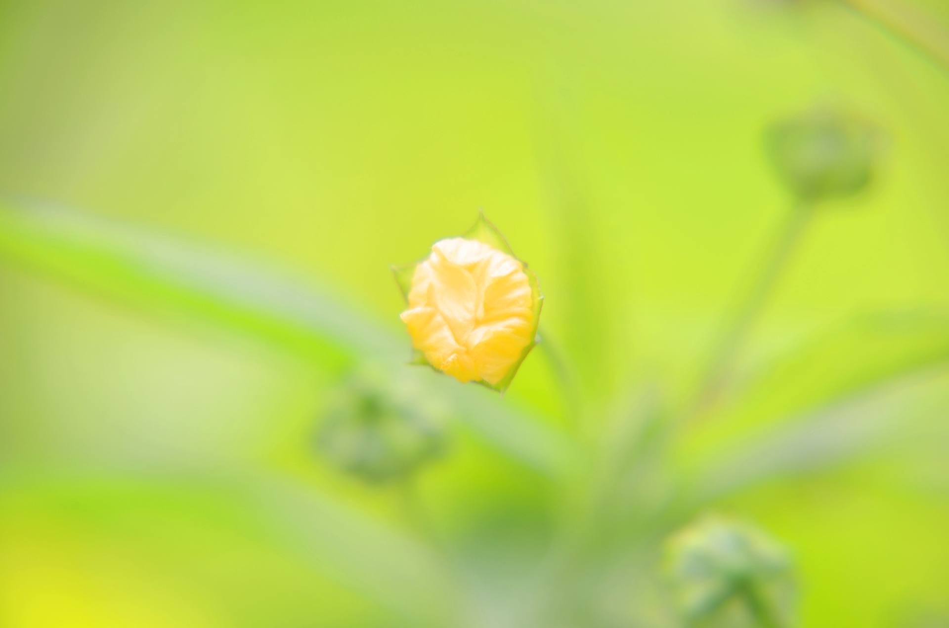 微世界：炫彩多姿