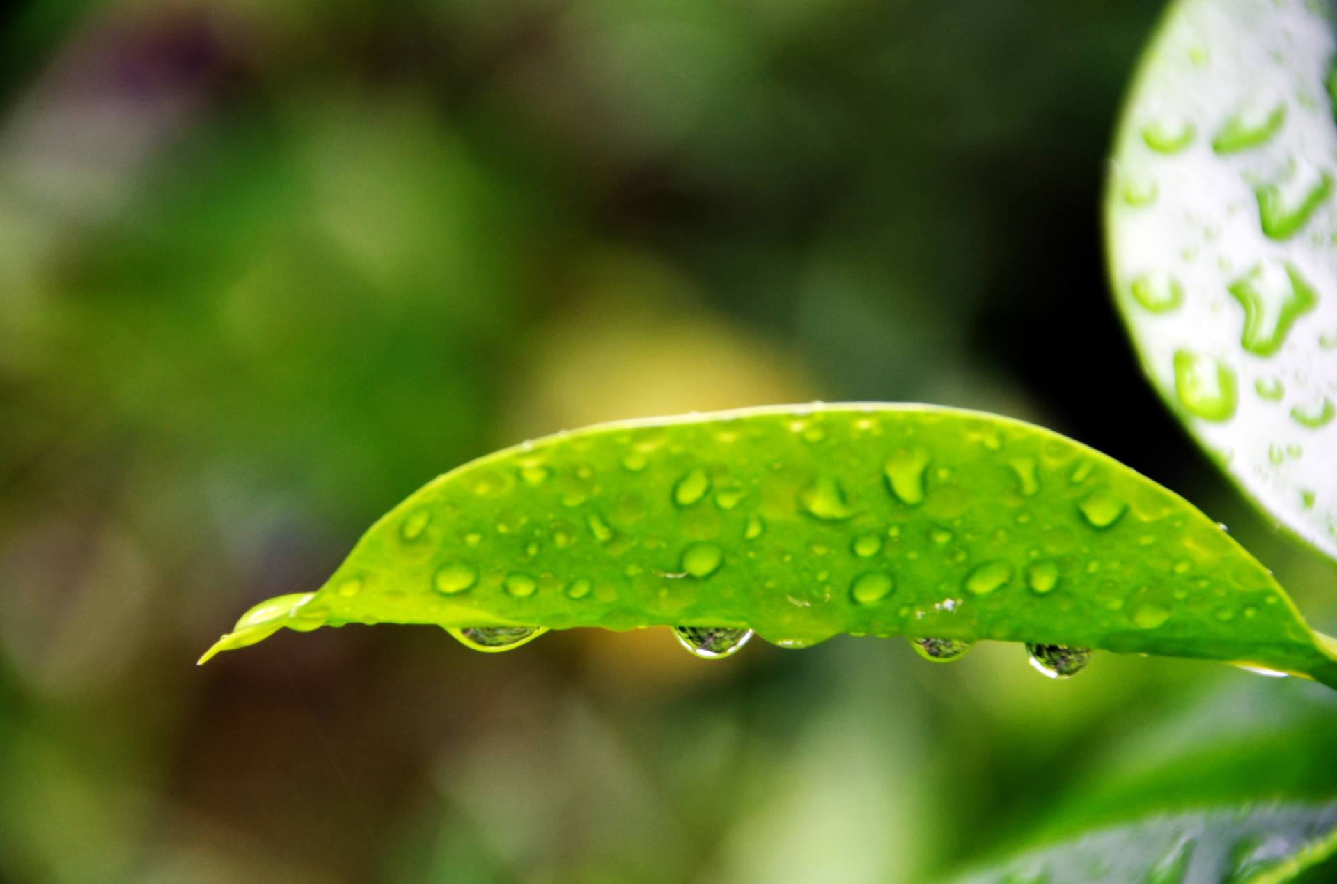 大雨过后的它们