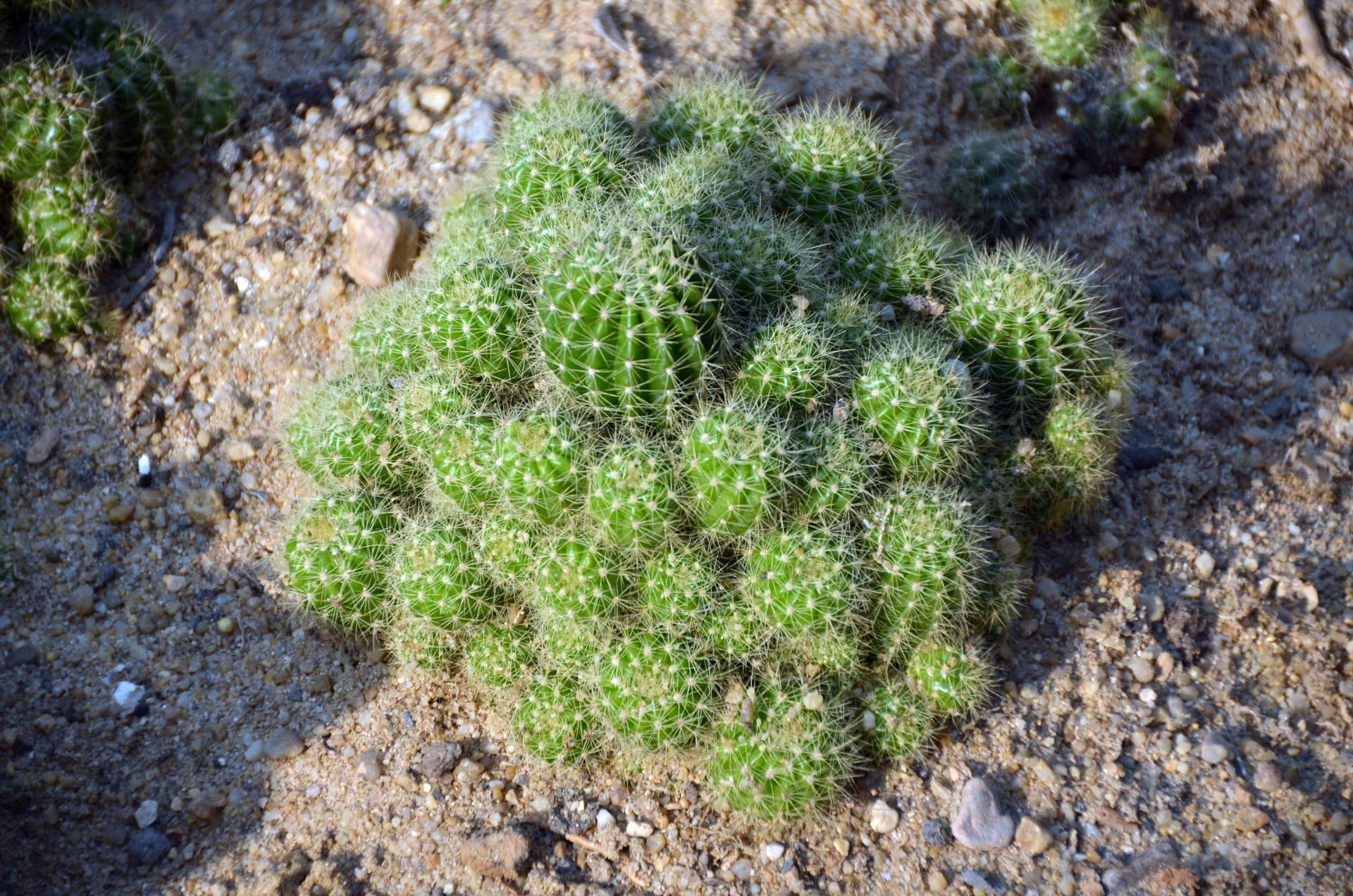 仙洪植物园