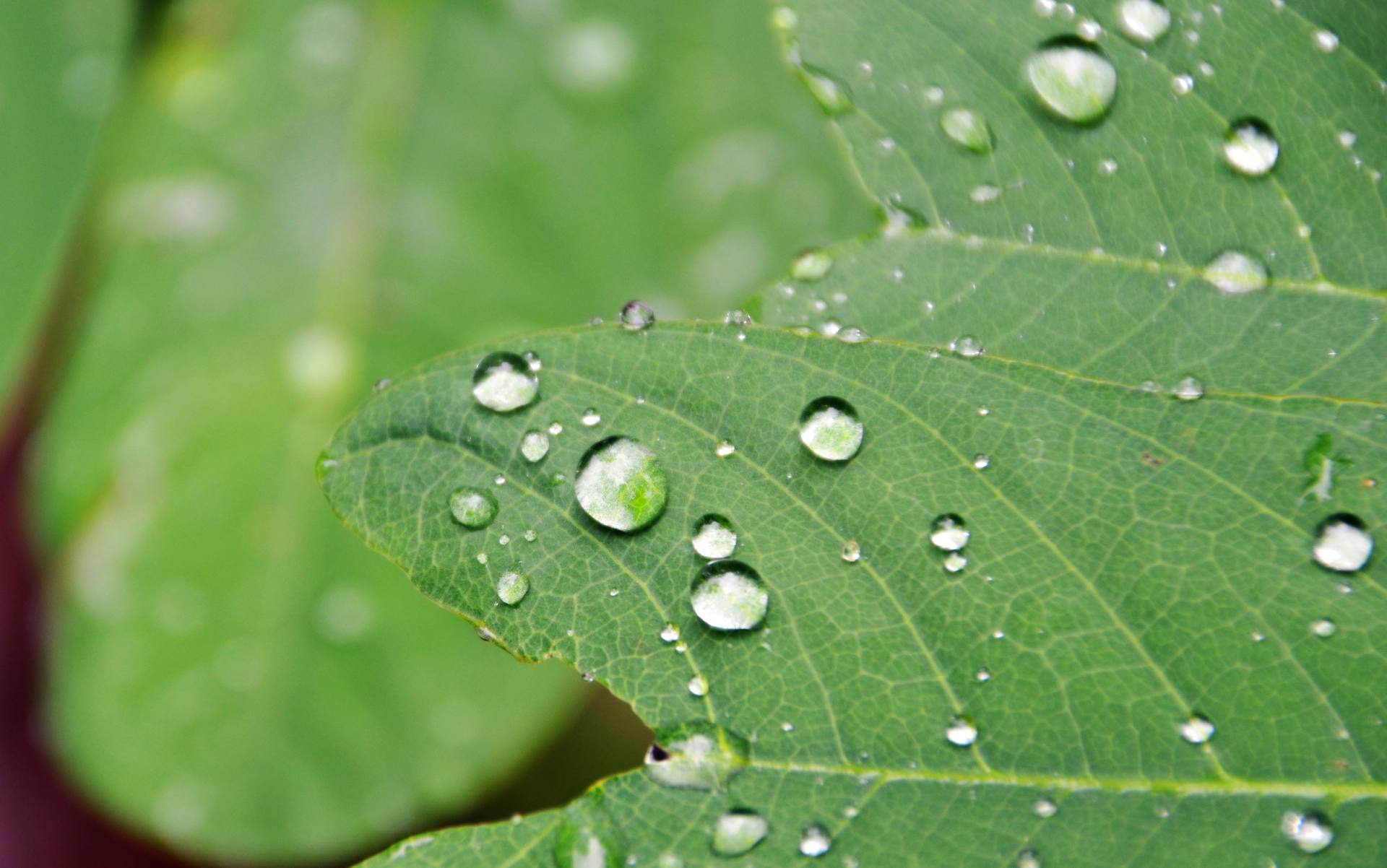 大雨过后的它们