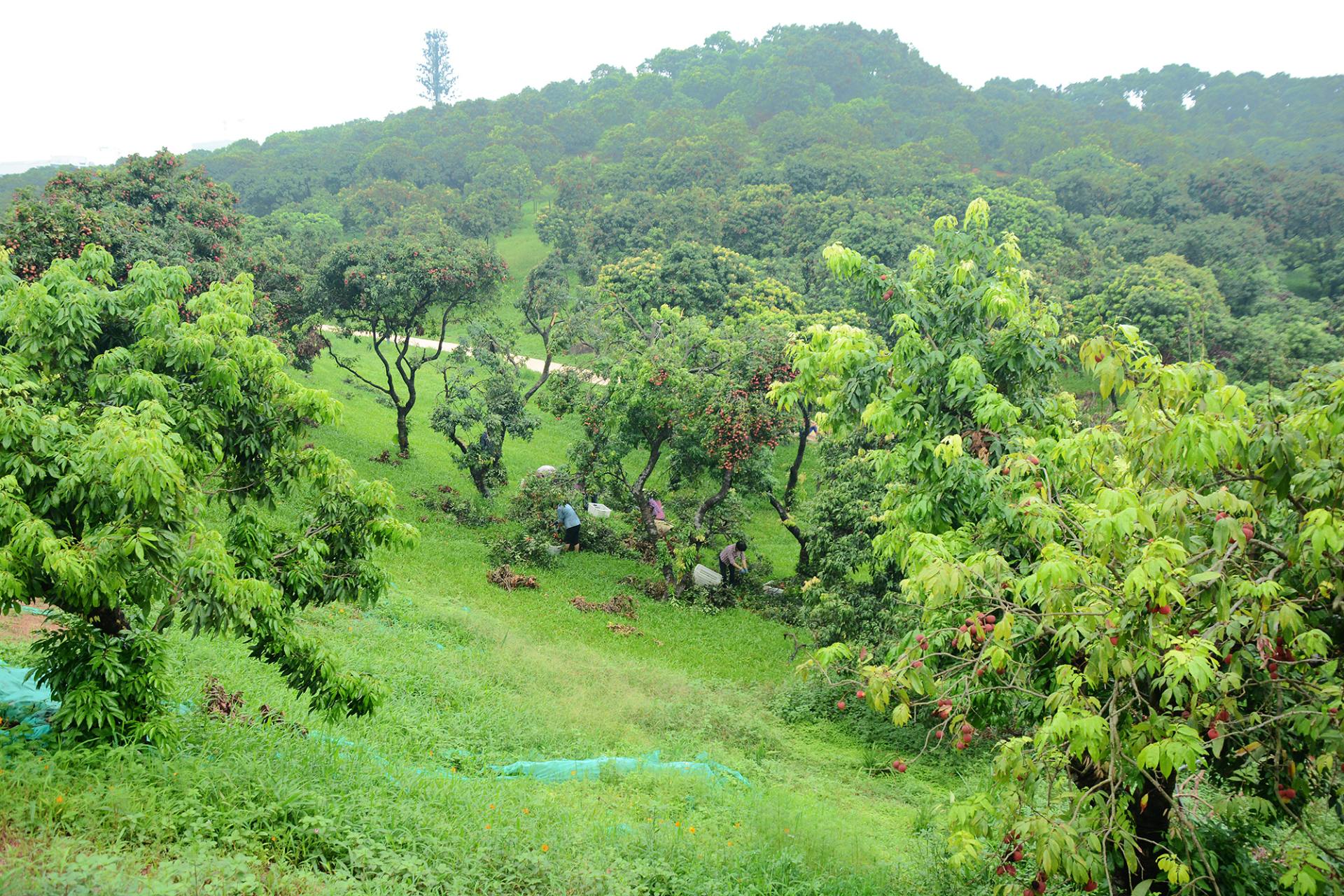 采摘荔枝