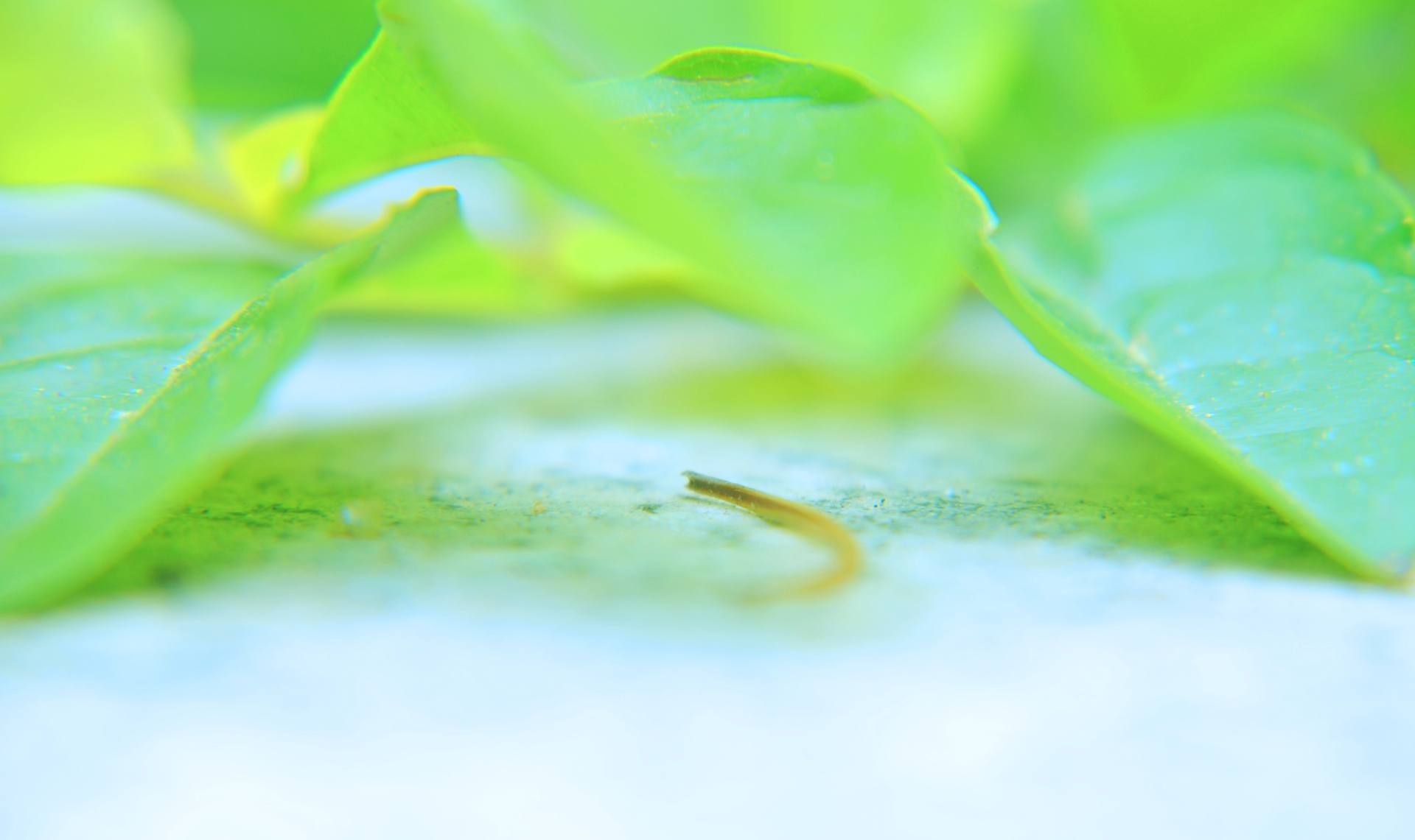 微世界：炫彩多姿