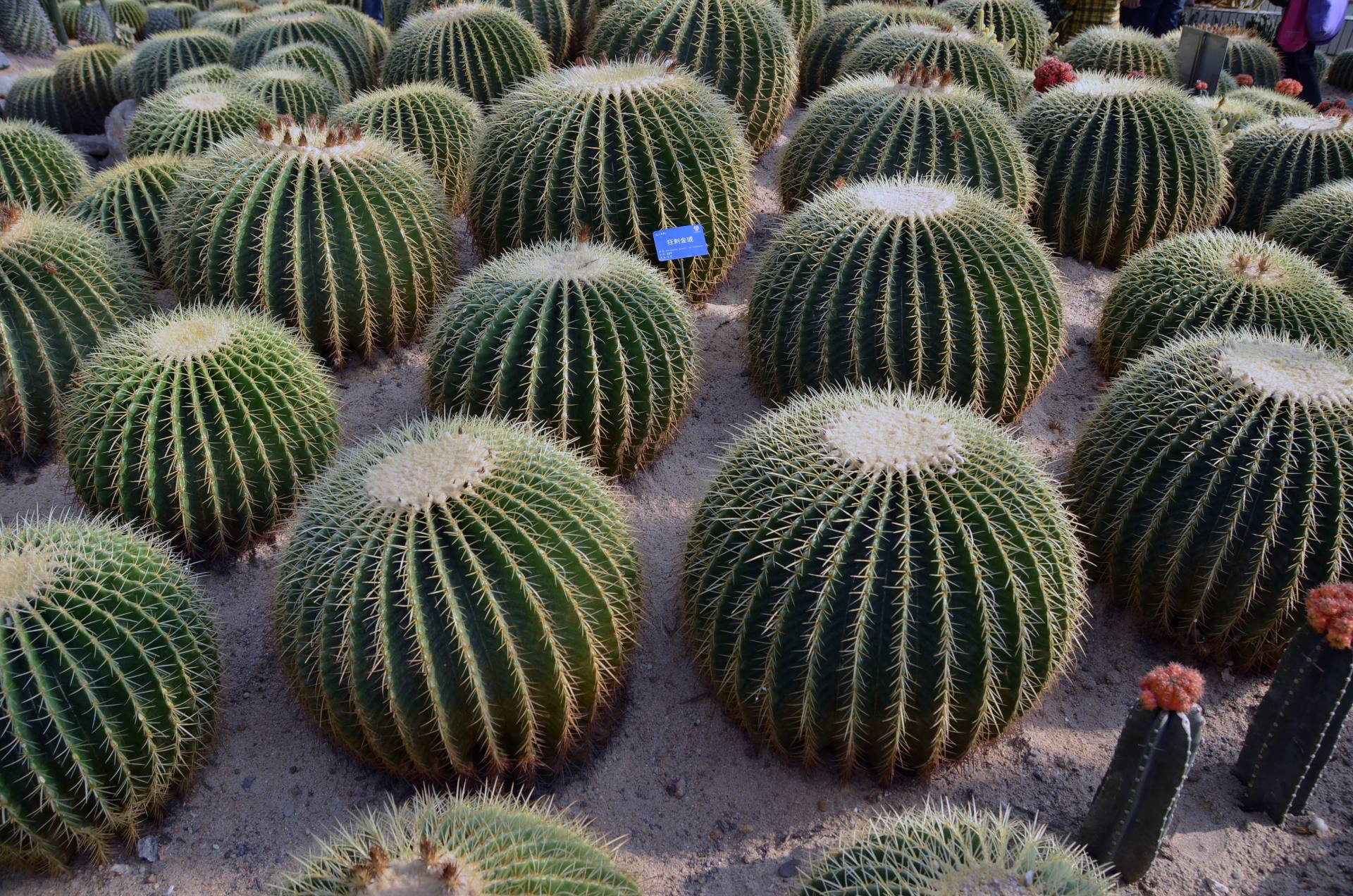 仙洪植物园