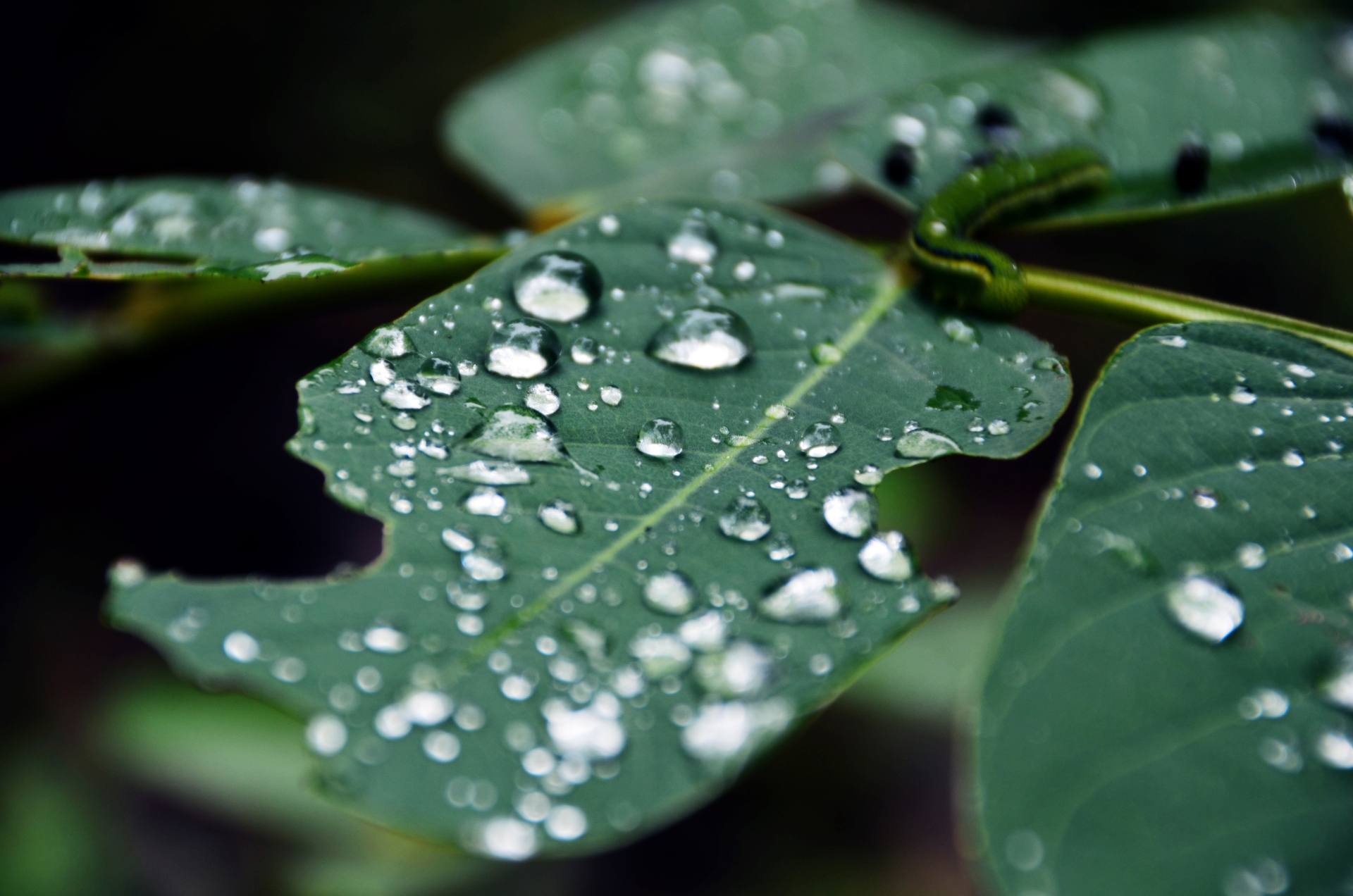 大雨过后的它们