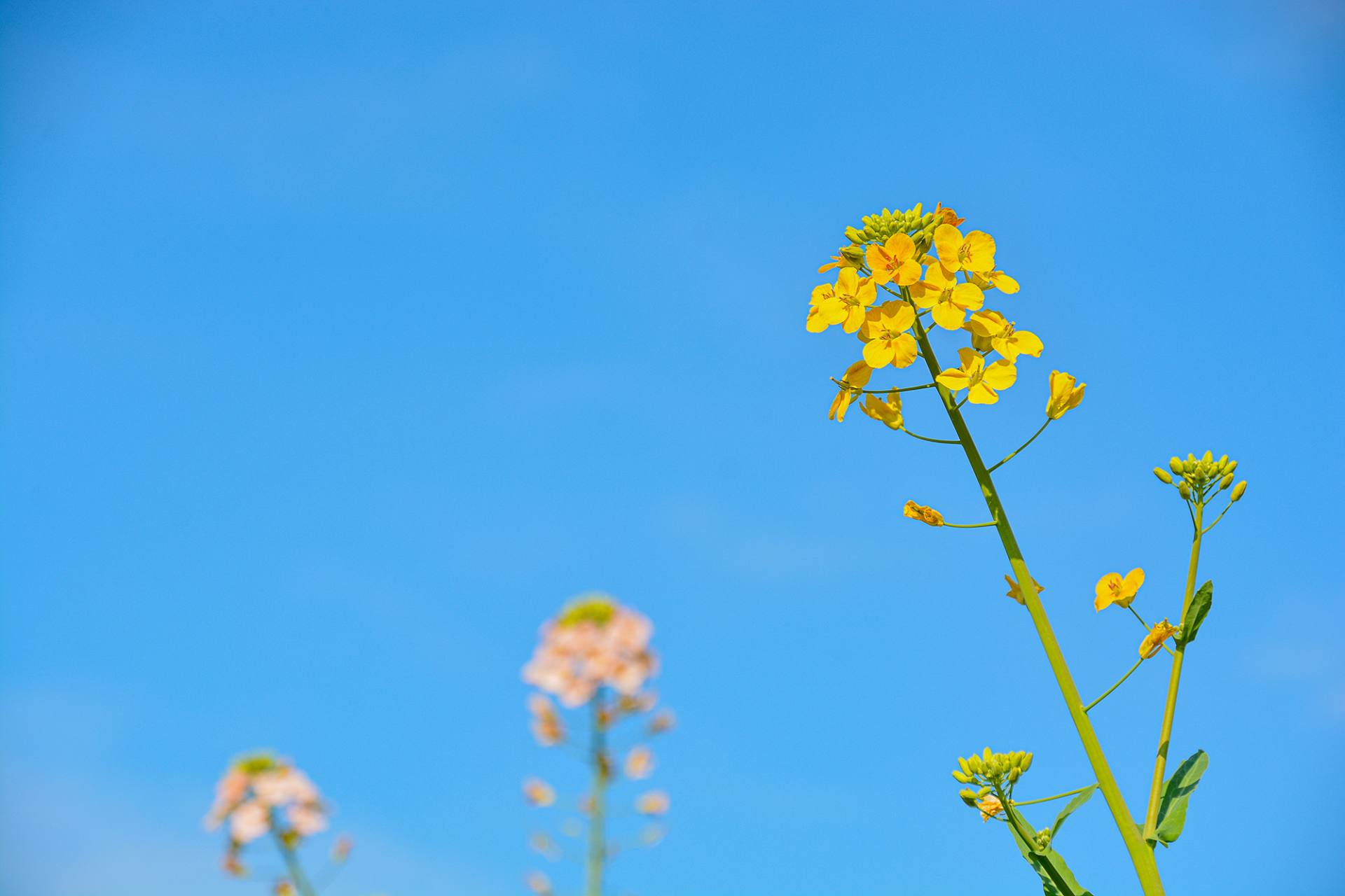 杭州-千岛湖-油菜花