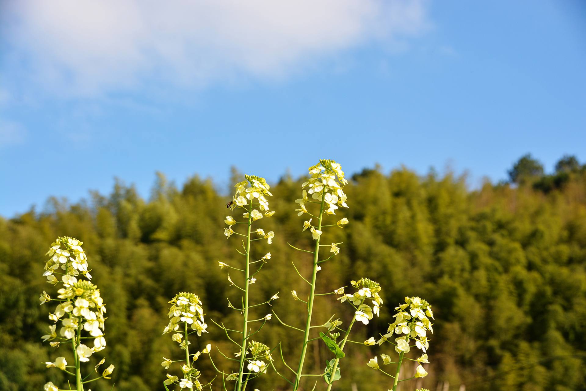 杭州-千岛湖-油菜花